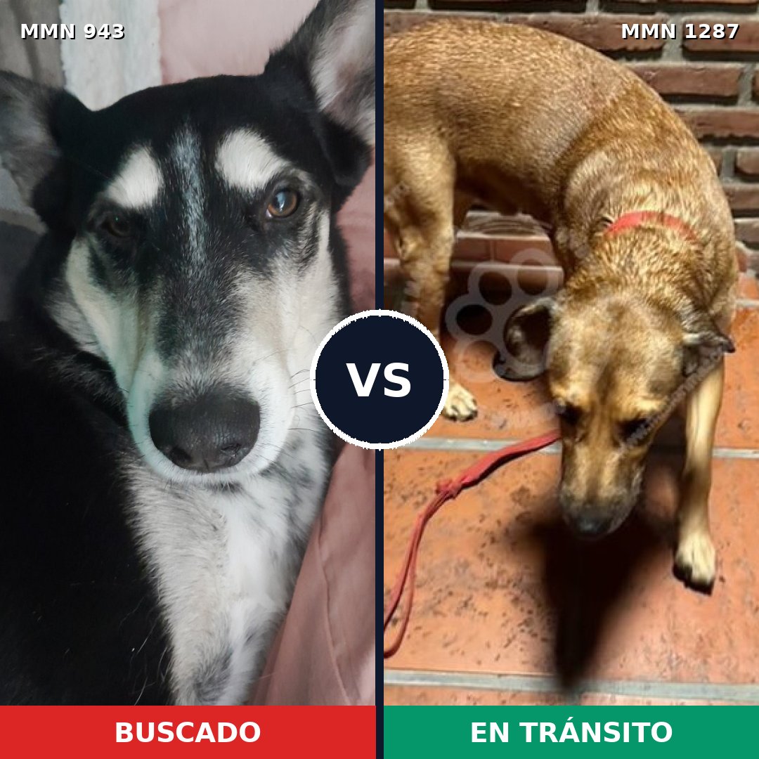 Comparativa MMS 21584: mascota perdida y mascota encontrada, 56% de similitud