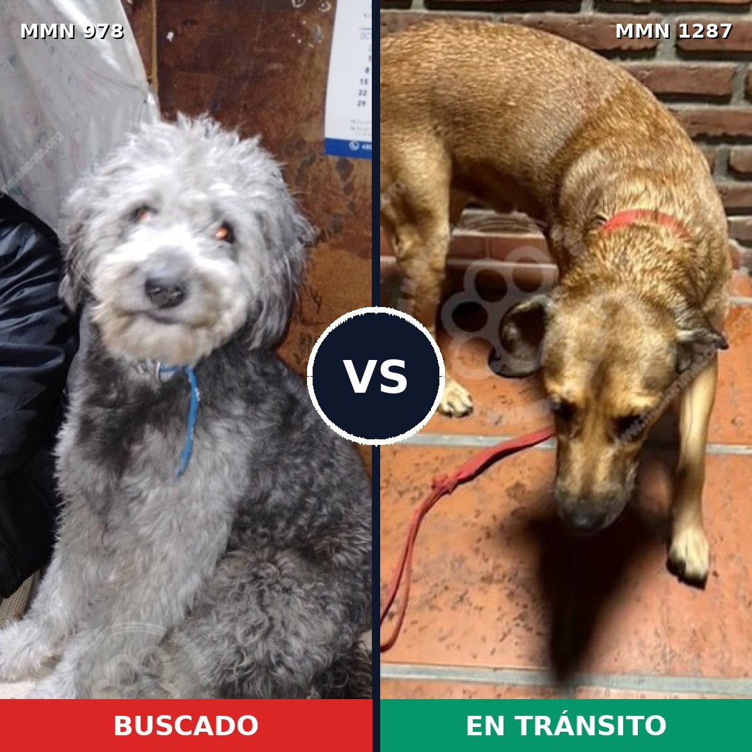 Comparativa MMS 21588: mascota perdida y mascota encontrada, 43% de similitud