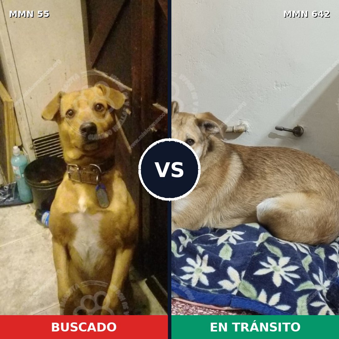 Comparativa MMS 2159: mascota perdida y mascota encontrada, 65% de similitud