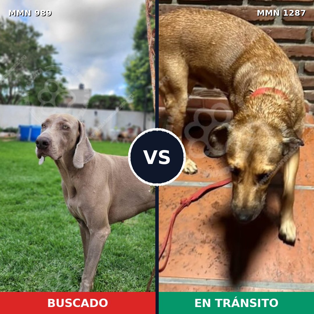 Comparativa MMS 21590: mascota perdida y mascota encontrada, 31% de similitud