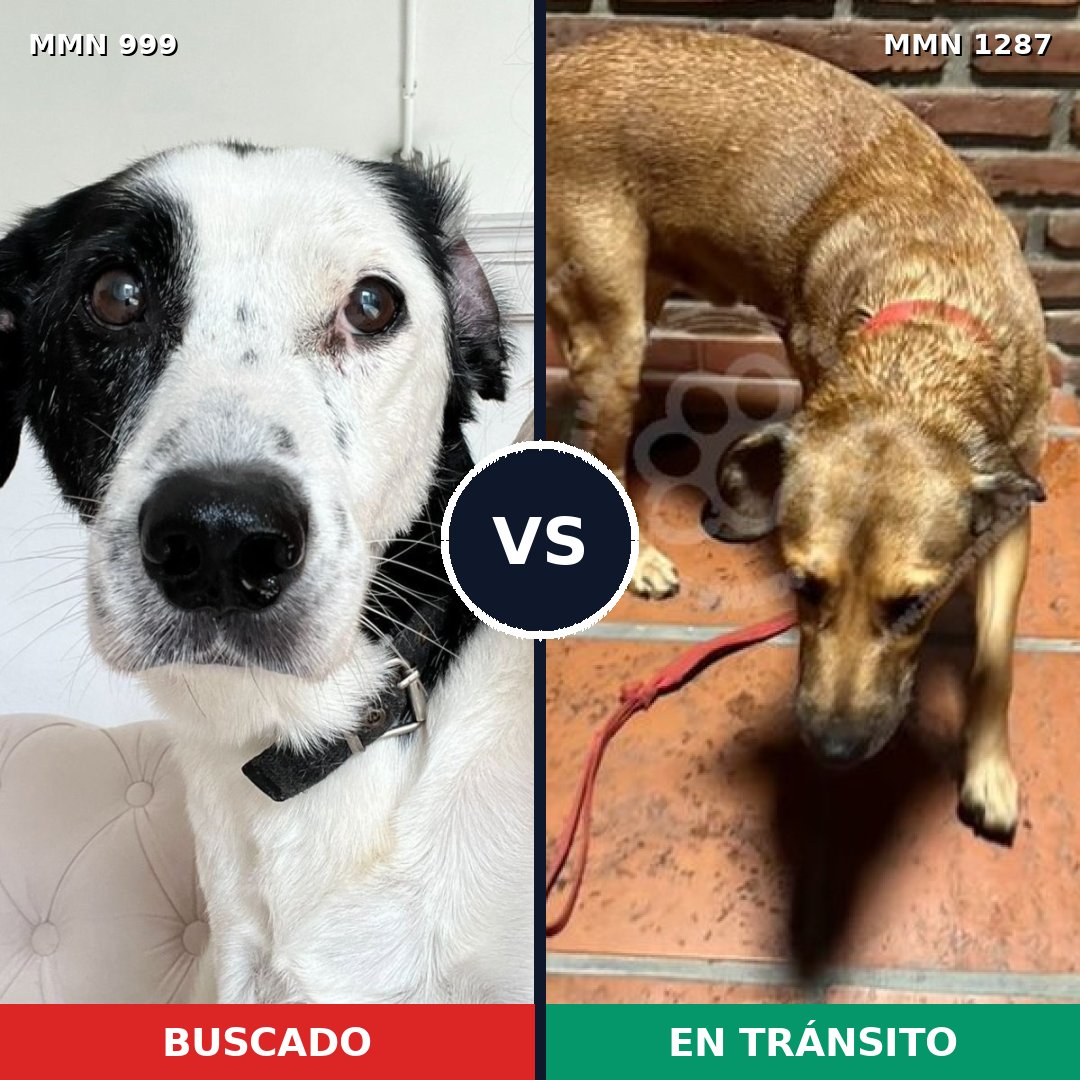 Comparativa MMS 21591: mascota perdida y mascota encontrada, 45% de similitud