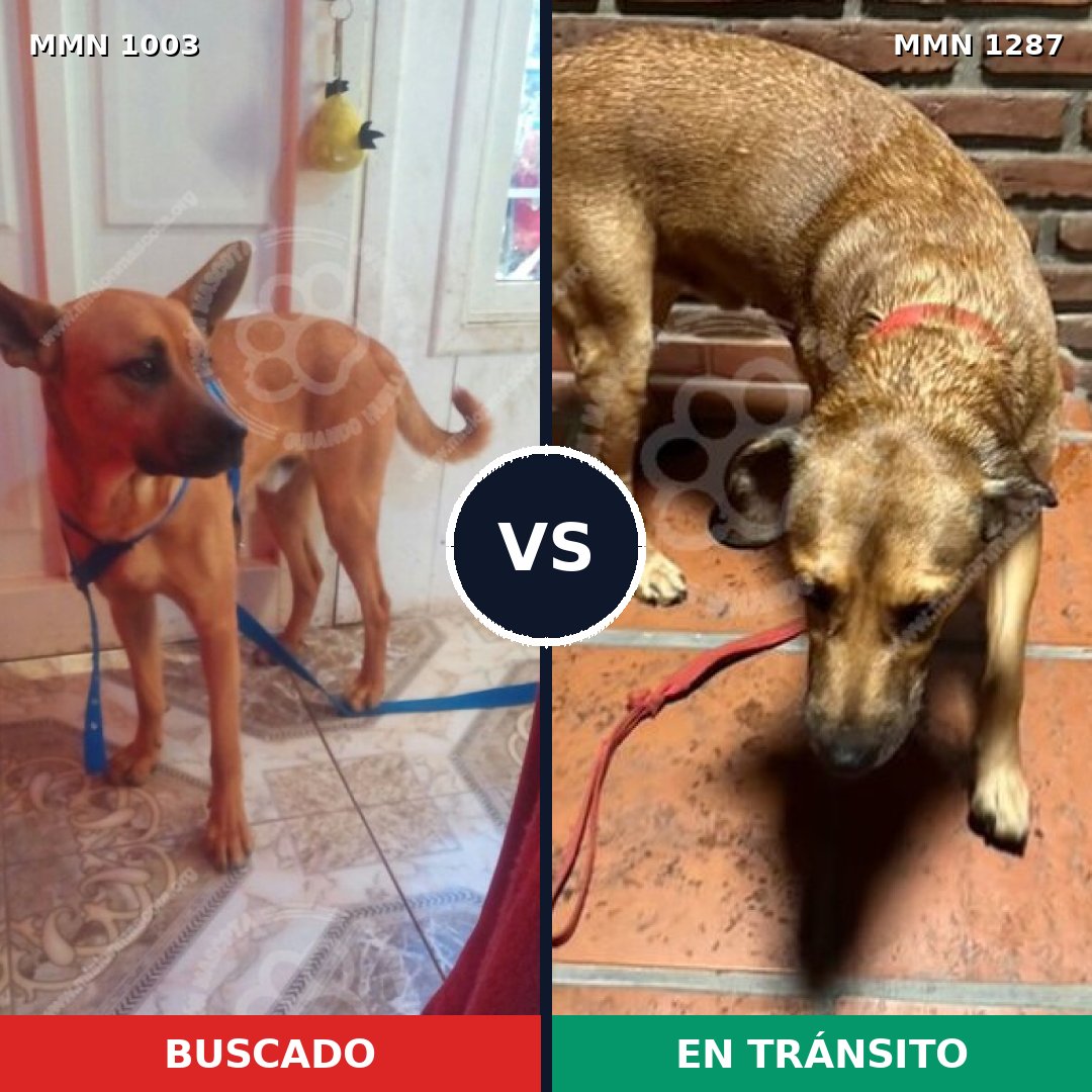 Comparativa MMS 21592: mascota perdida y mascota encontrada, 33% de similitud