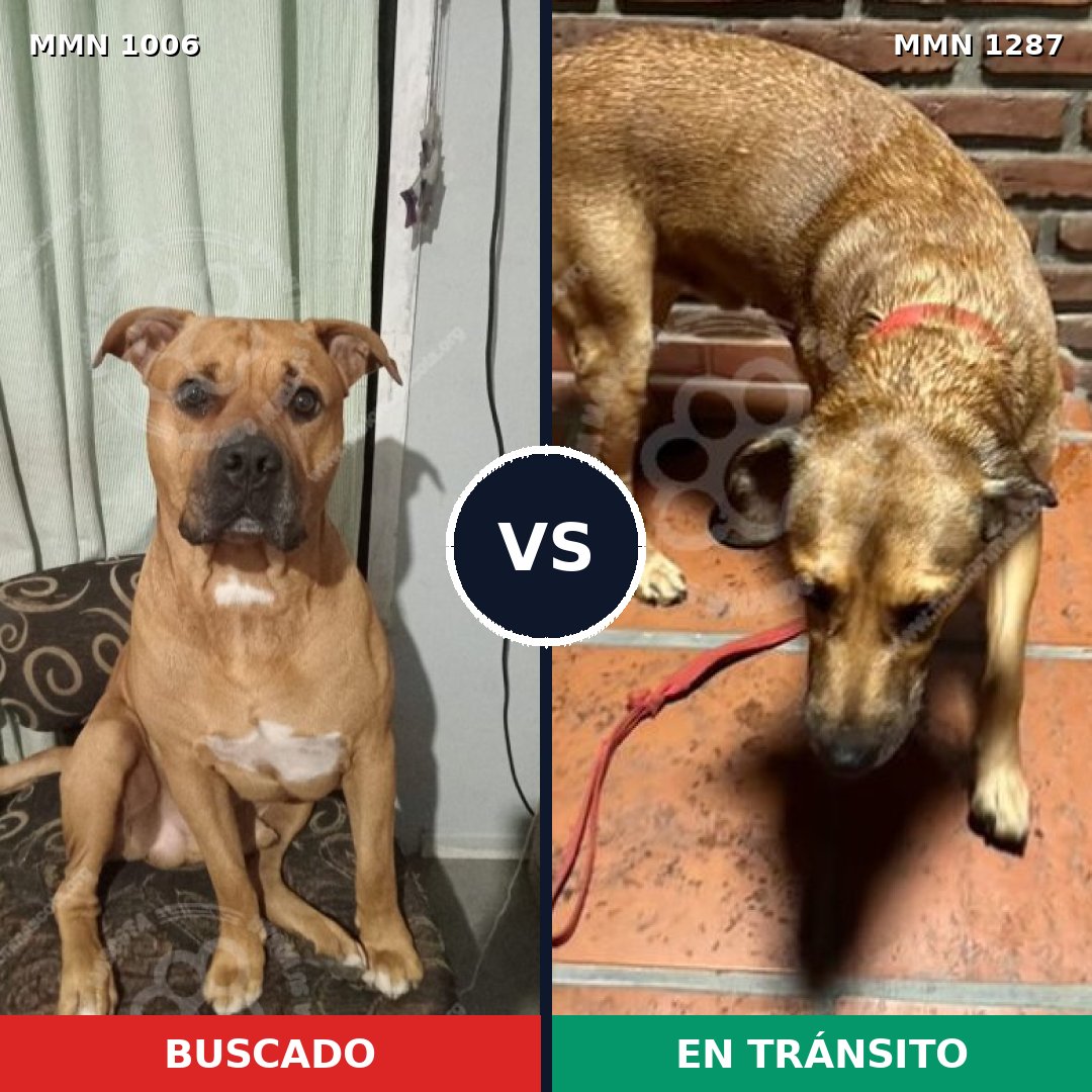 Comparativa MMS 21593: mascota perdida y mascota encontrada, 61% de similitud