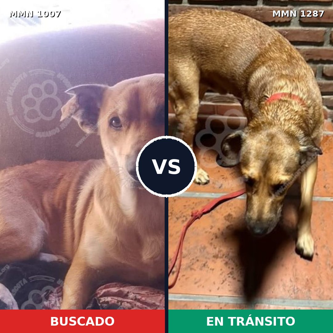 Comparativa MMS 21594: mascota perdida y mascota encontrada, 77% de similitud