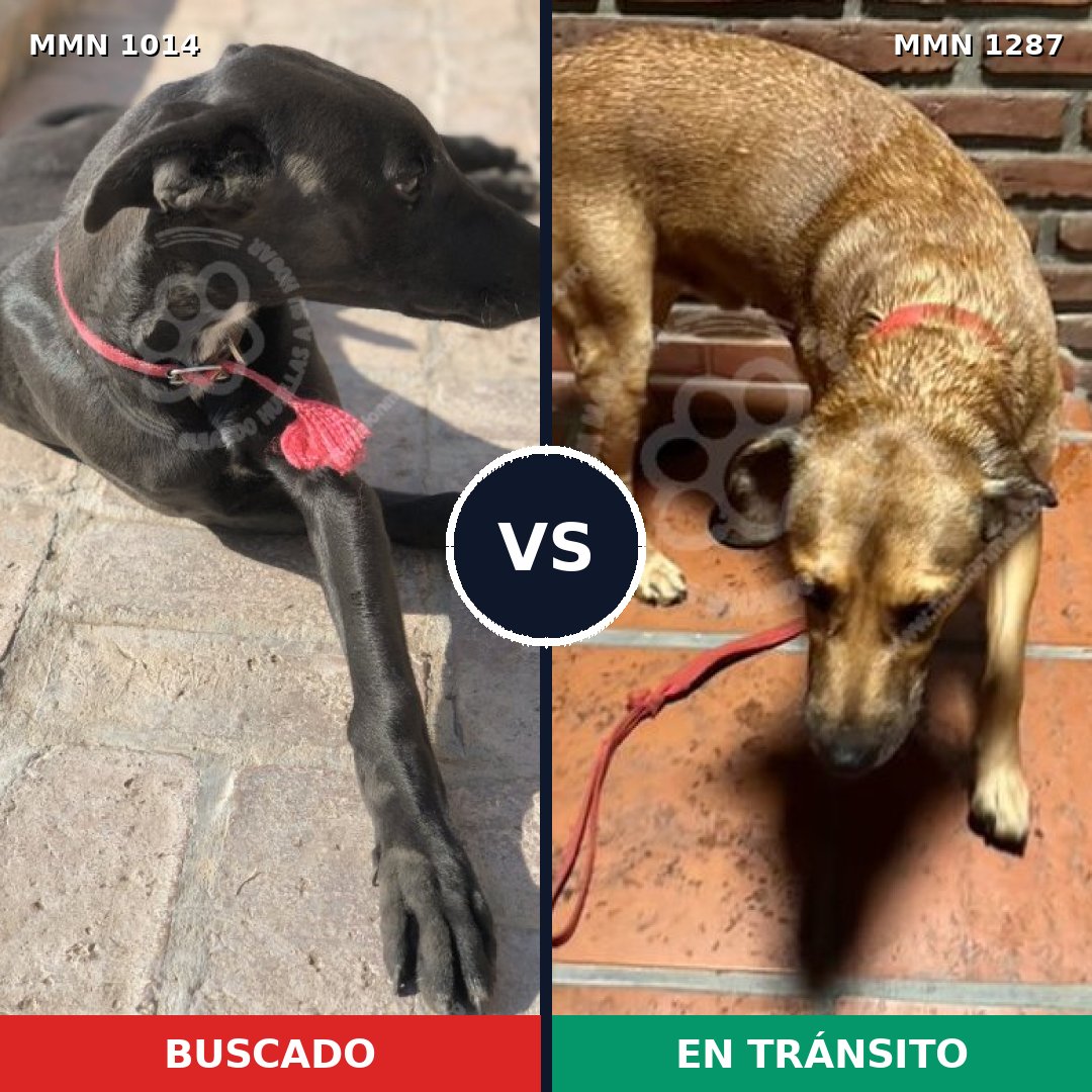 Comparativa MMS 21595: mascota perdida y mascota encontrada, 43% de similitud