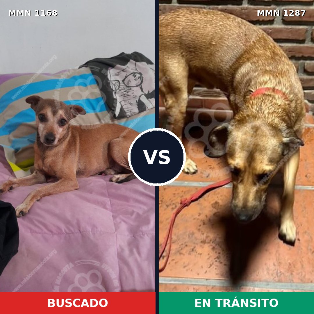 Comparativa MMS 21598: mascota perdida y mascota encontrada, 38% de similitud