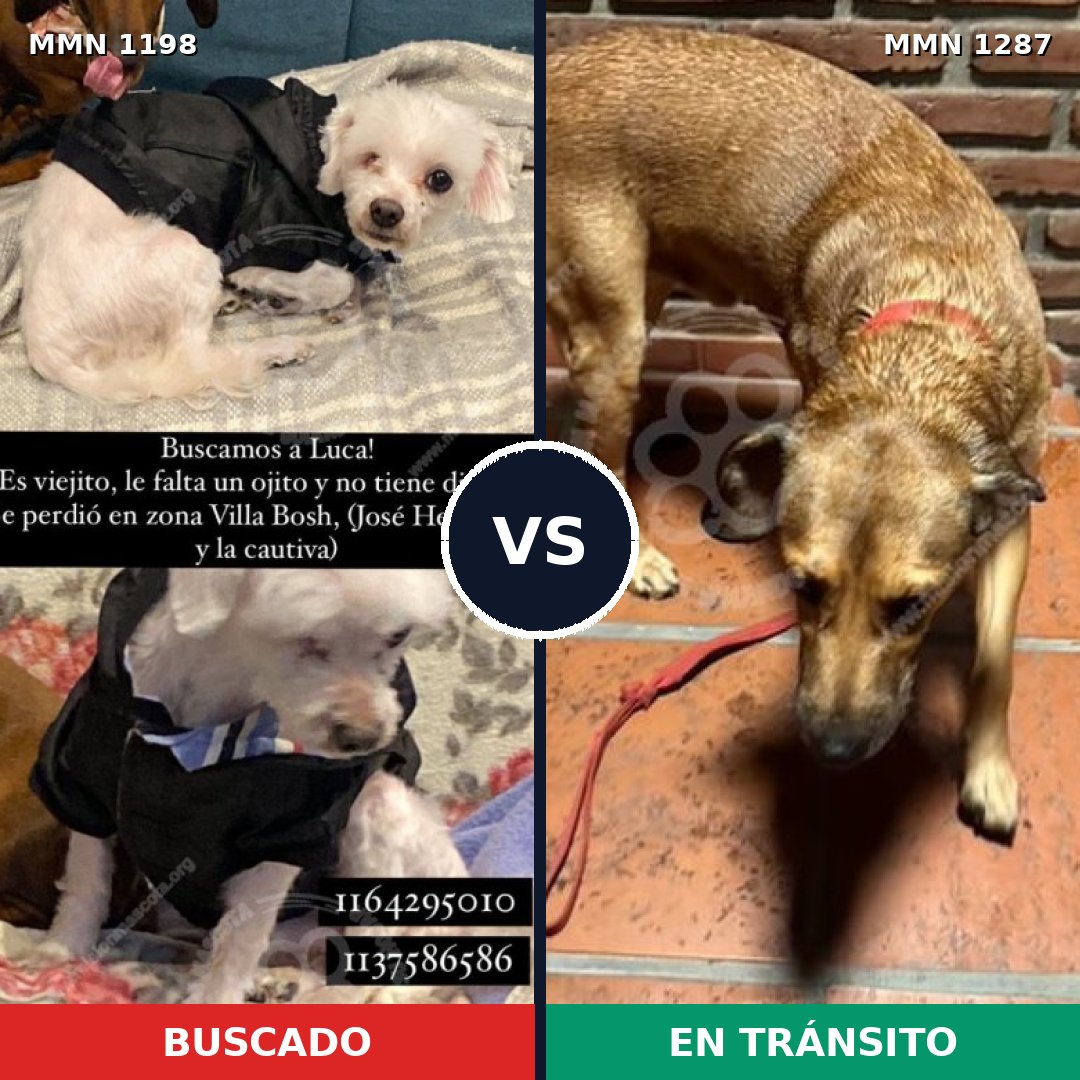 Comparativa MMS 21599: mascota perdida y mascota encontrada, 33% de similitud