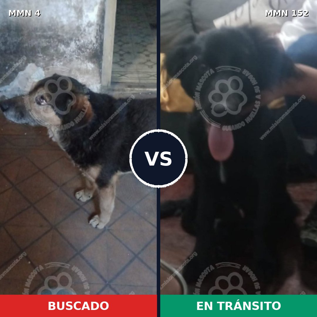 Comparativa MMS 216: mascota perdida y mascota encontrada, 90% de similitud