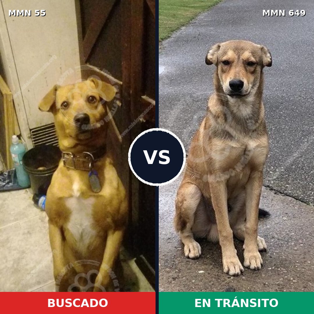 Comparativa MMS 2160: mascota perdida y mascota encontrada, 31% de similitud