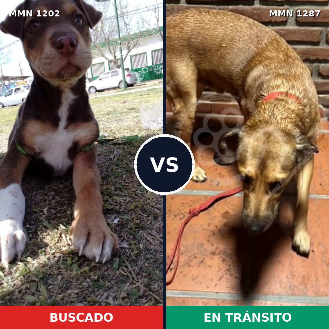 Comparativa MMS 21600: mascota perdida y mascota encontrada, 31% de similitud