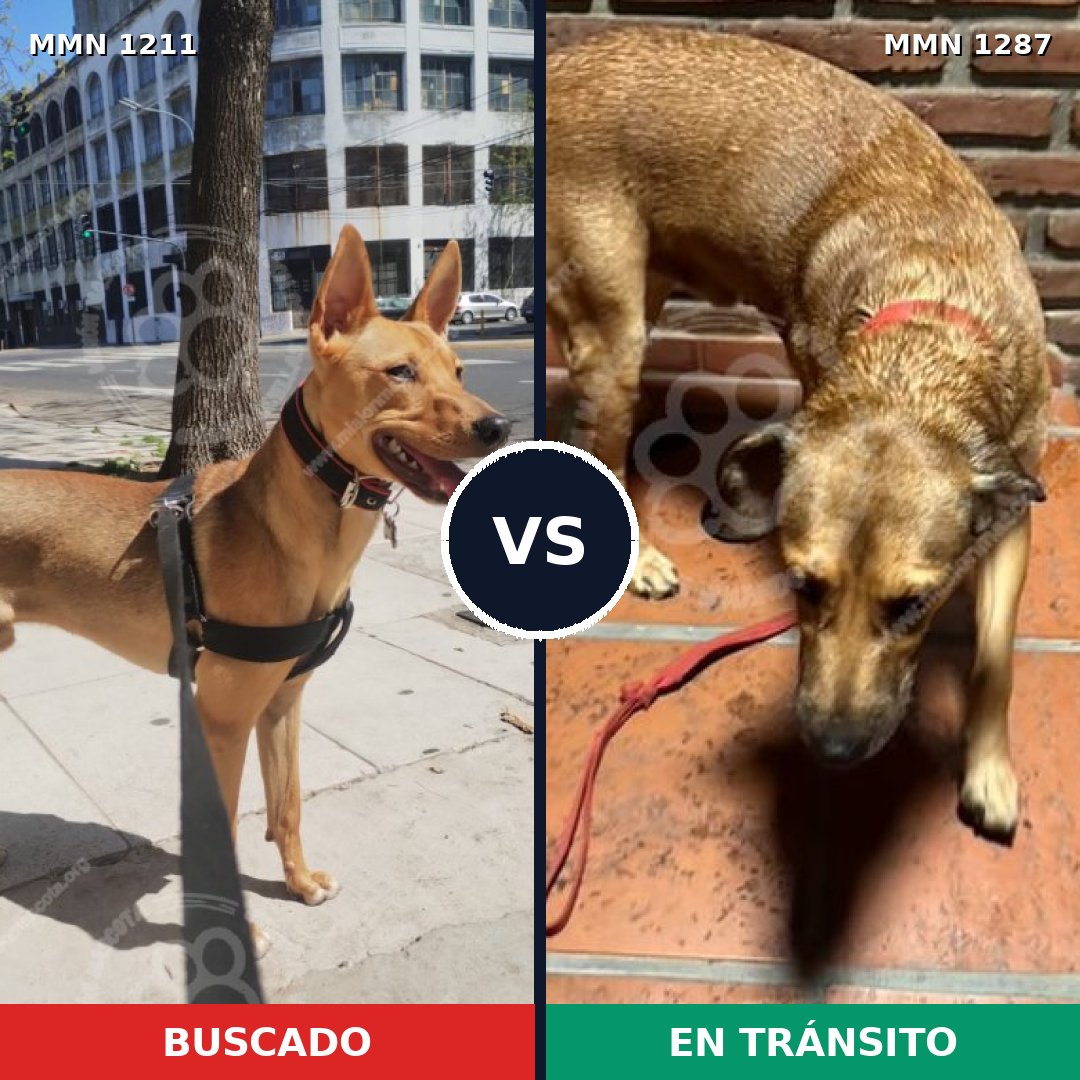 Comparativa MMS 21601: mascota perdida y mascota encontrada, 79% de similitud