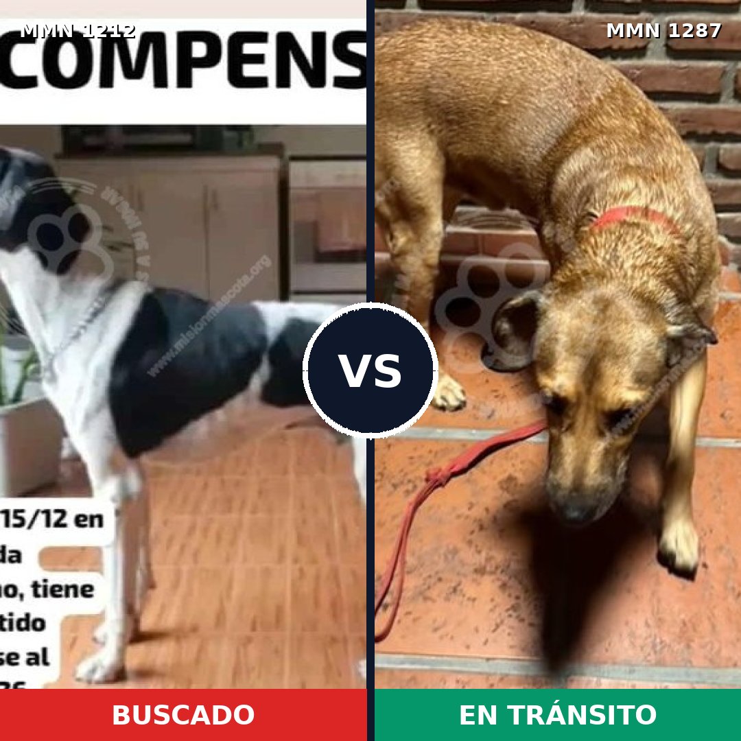 Comparativa MMS 21602: mascota perdida y mascota encontrada, 28% de similitud