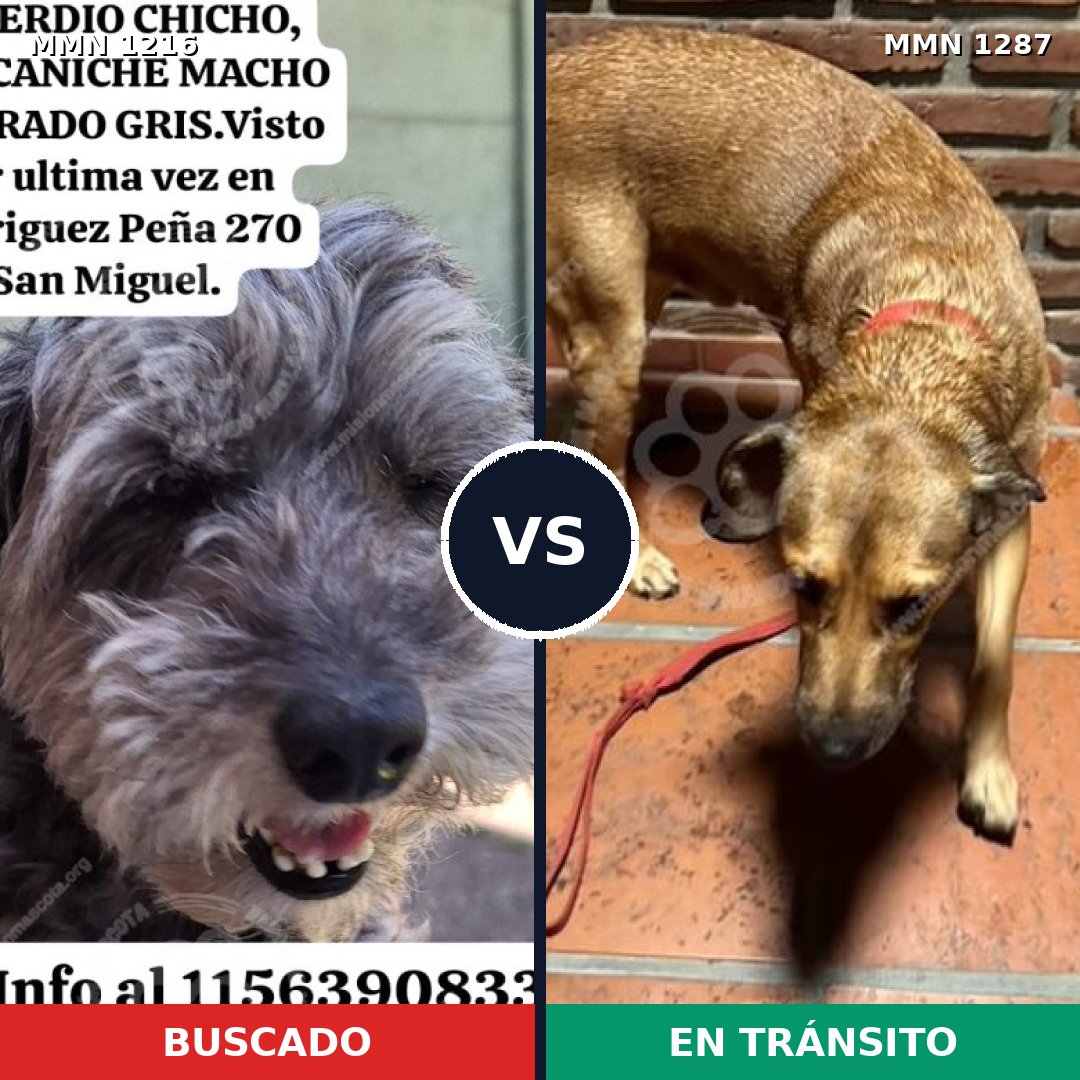 Comparativa MMS 21603: mascota perdida y mascota encontrada, 39% de similitud