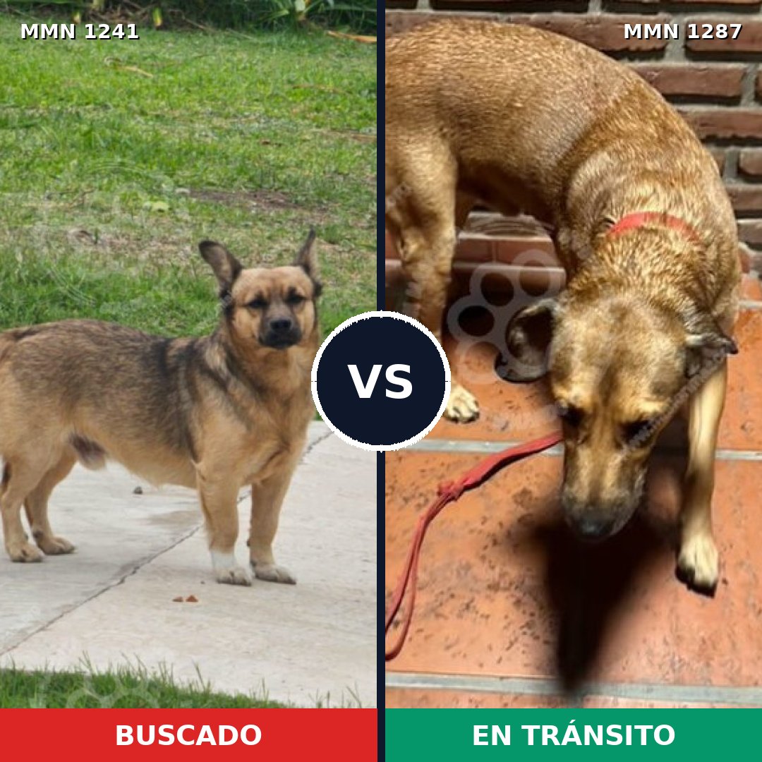 Comparativa MMS 21604: mascota perdida y mascota encontrada, 58% de similitud