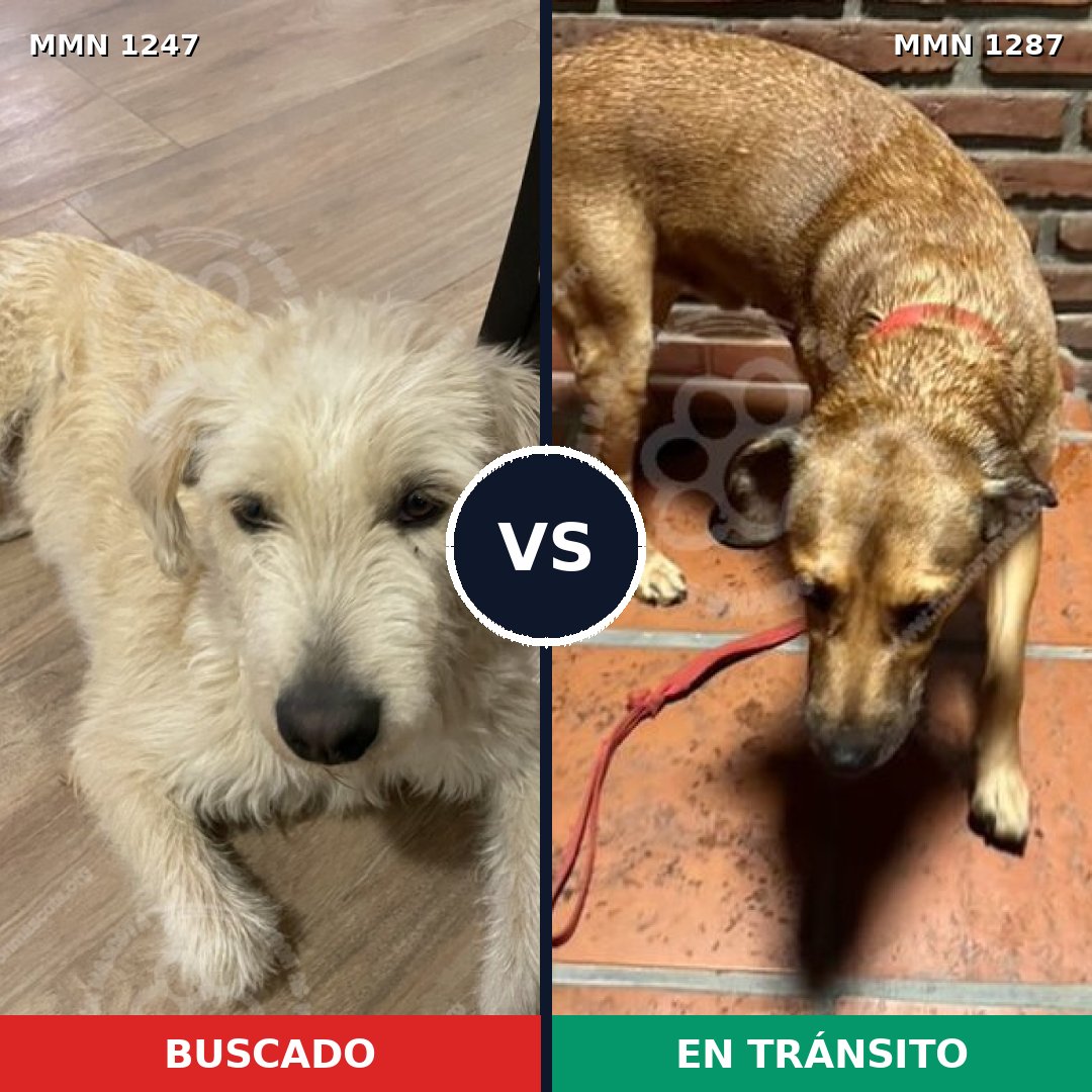 Comparativa MMS 21605: mascota perdida y mascota encontrada, 69% de similitud