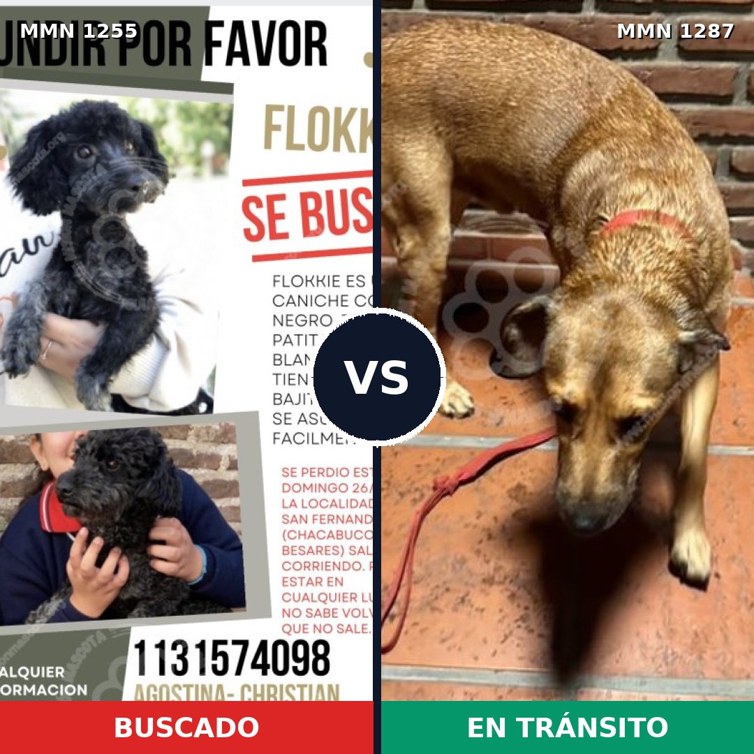 Comparativa MMS 21606: mascota perdida y mascota encontrada, 23% de similitud
