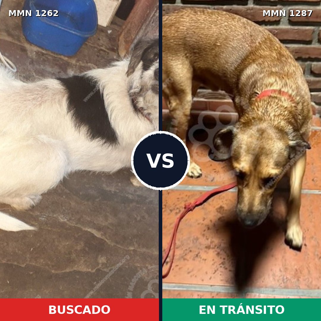 Comparativa MMS 21607: mascota perdida y mascota encontrada, 56% de similitud