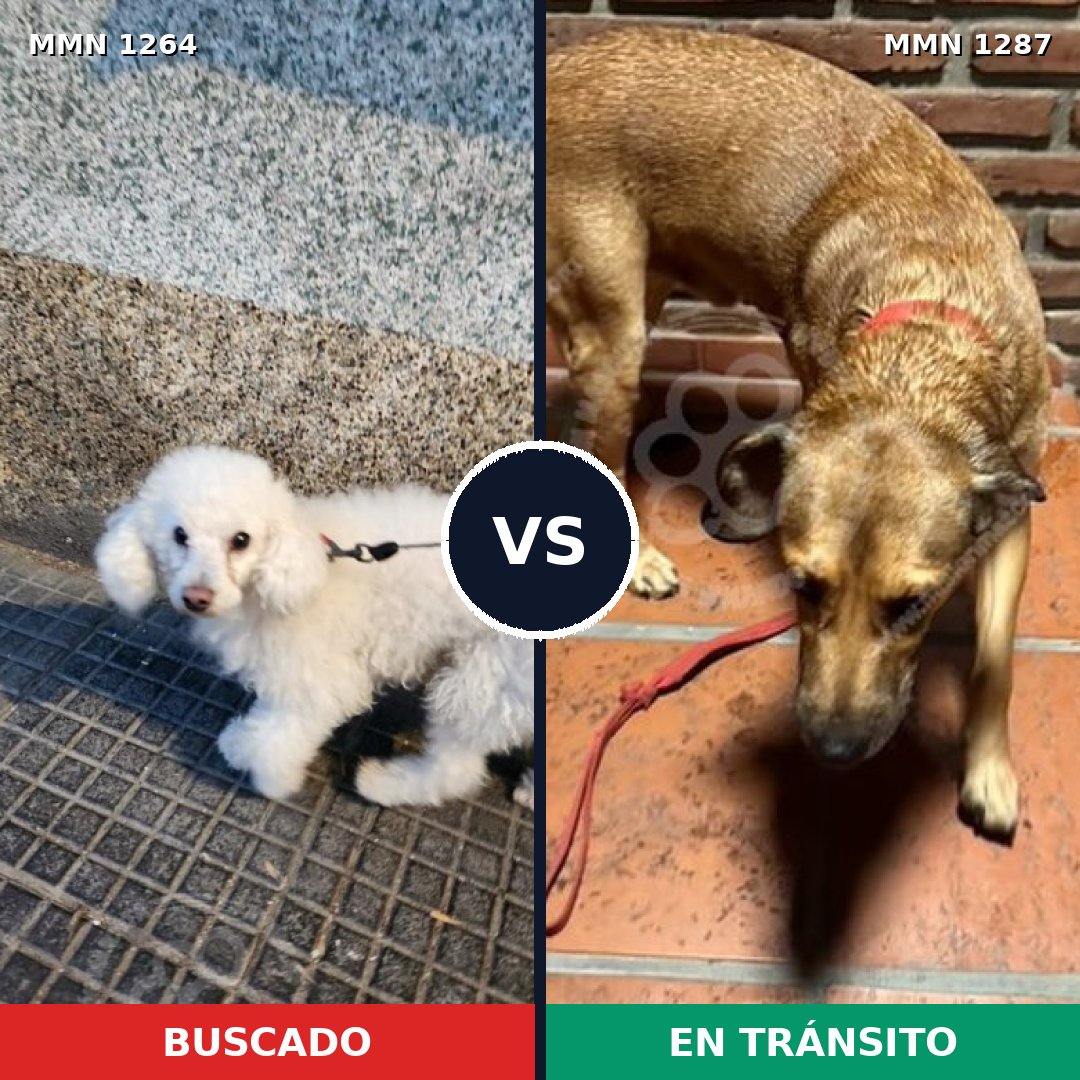 Comparativa MMS 21608: mascota perdida y mascota encontrada, 33% de similitud
