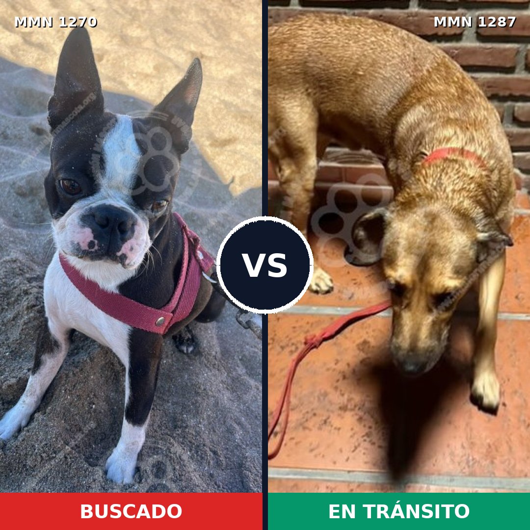 Comparativa MMS 21609: mascota perdida y mascota encontrada, 31% de similitud