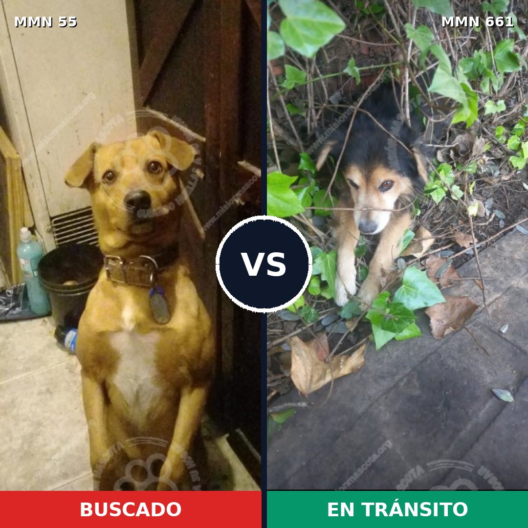 Comparativa MMS 2161: mascota perdida y mascota encontrada, 35% de similitud