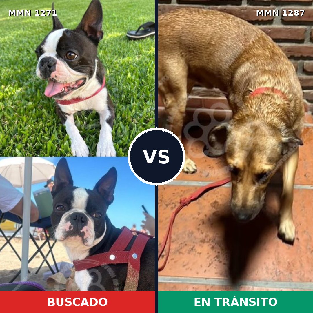 Comparativa MMS 21610: mascota perdida y mascota encontrada, 31% de similitud