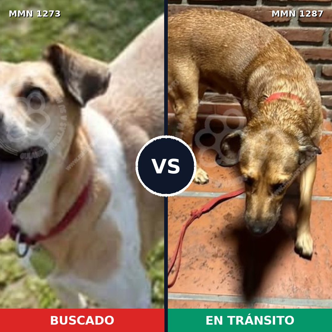 Comparativa MMS 21612: mascota perdida y mascota encontrada, 78% de similitud
