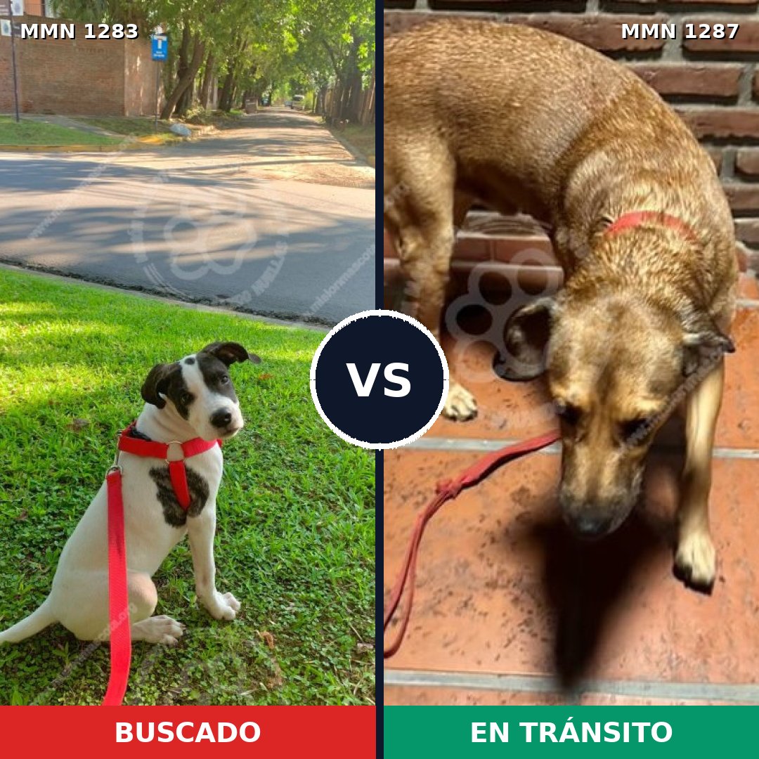 Comparativa MMS 21613: mascota perdida y mascota encontrada, 57% de similitud