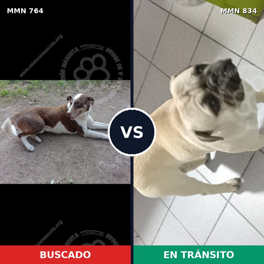 Comparativa MMS 21614: mascota perdida y mascota encontrada, 24% de similitud