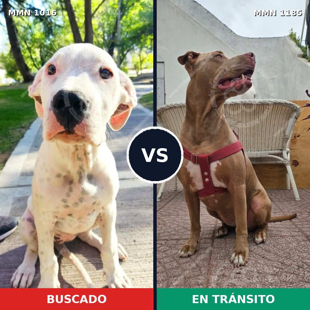 Comparativa MMS 21616: mascota perdida y mascota encontrada, 37% de similitud