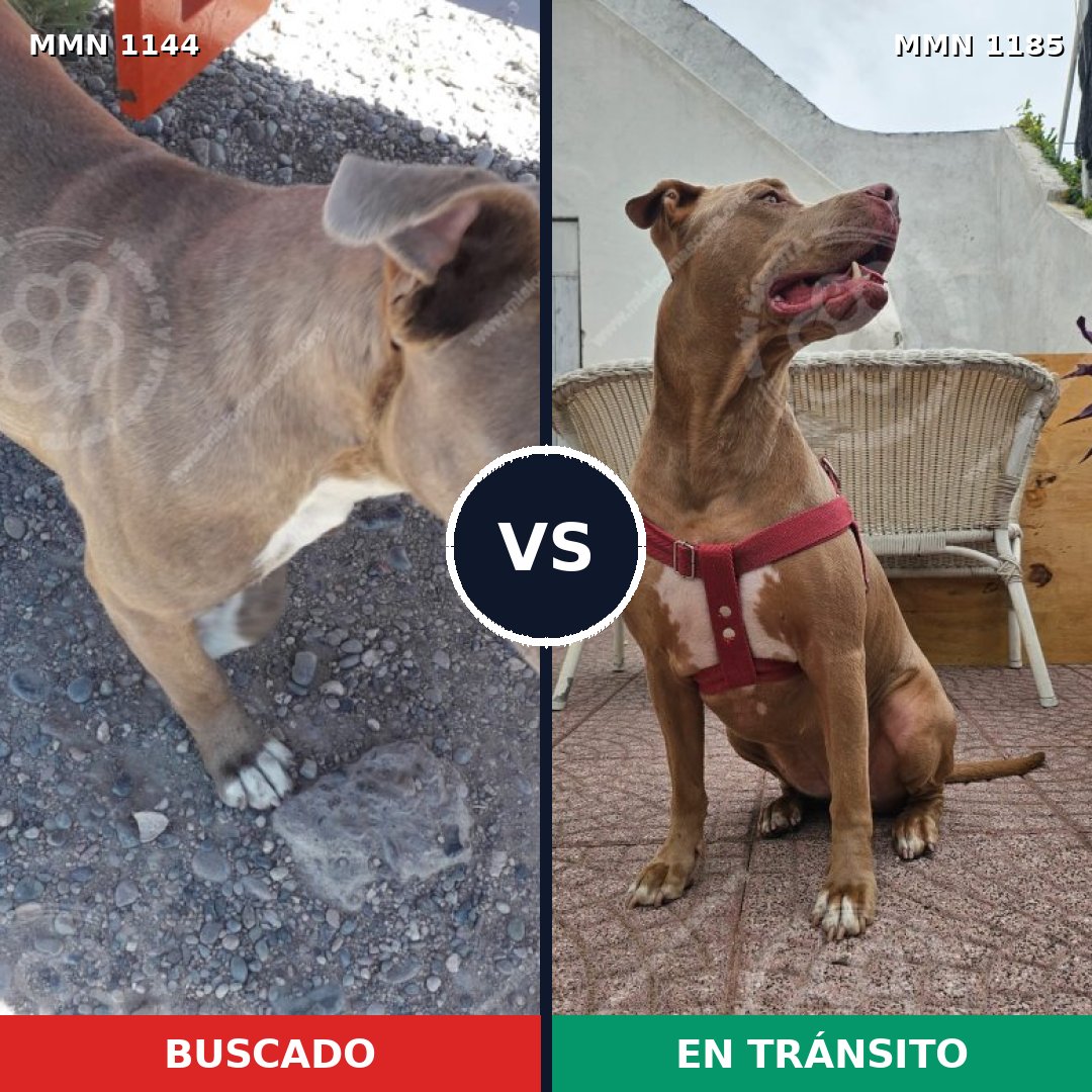 Comparativa MMS 21617: mascota perdida y mascota encontrada, 58% de similitud