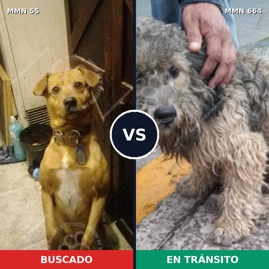 Comparativa MMS 2162: mascota perdida y mascota encontrada, 71% de similitud