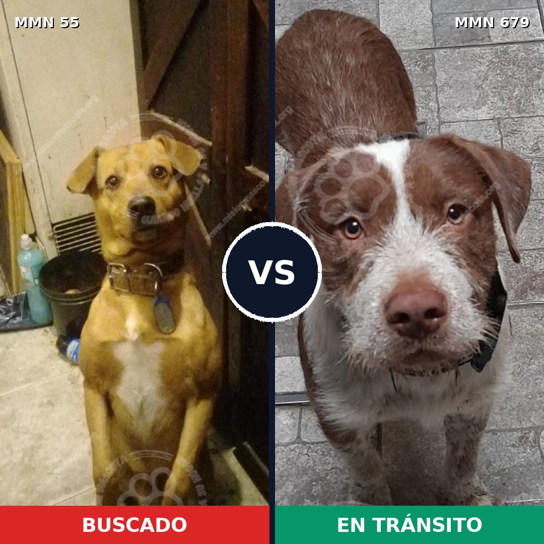 Comparativa MMS 2164: mascota perdida y mascota encontrada, 66% de similitud