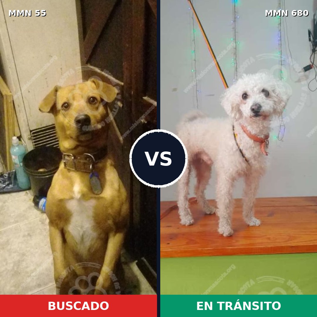 Comparativa MMS 2165: mascota perdida y mascota encontrada, 33% de similitud