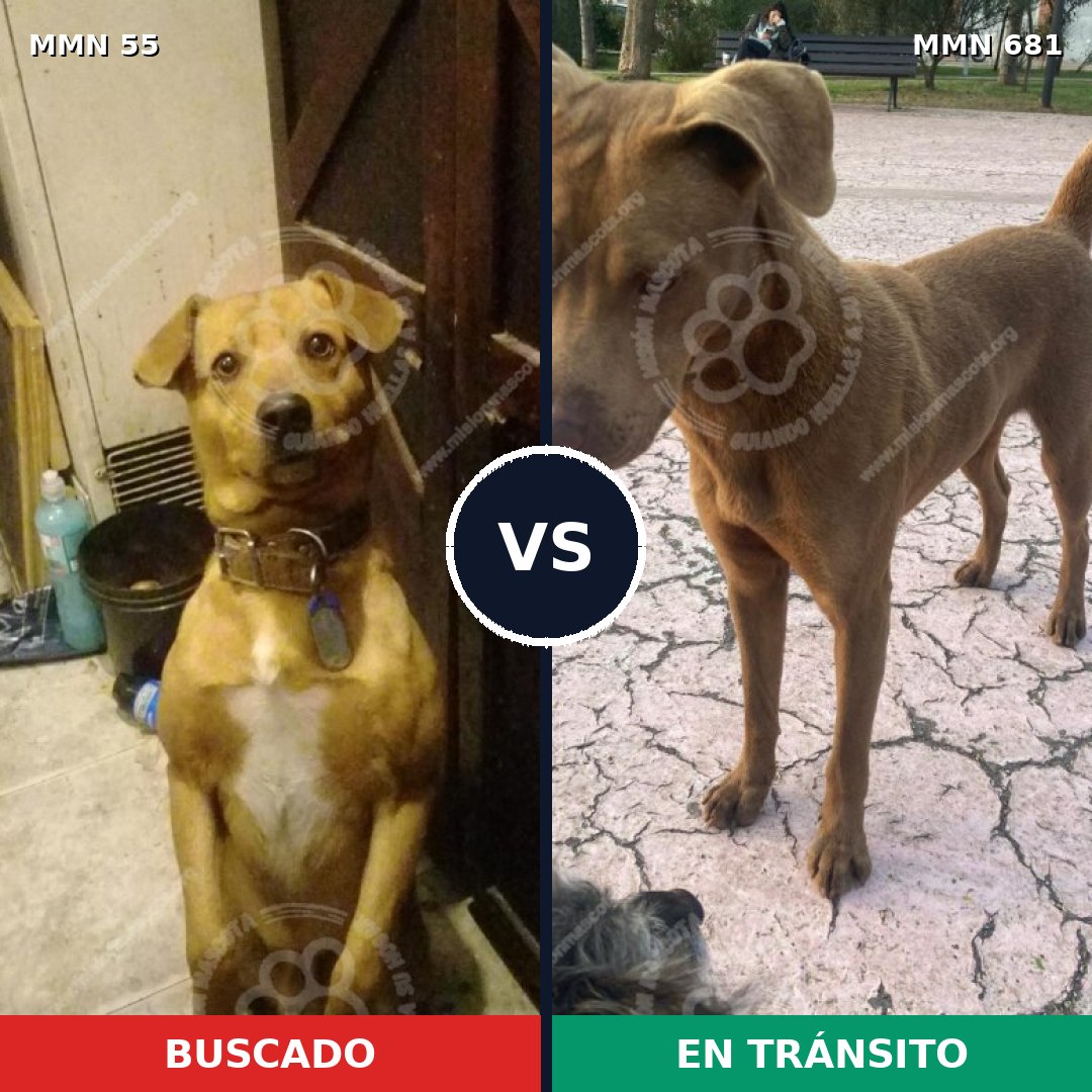 Comparativa MMS 2166: mascota perdida y mascota encontrada, 29% de similitud