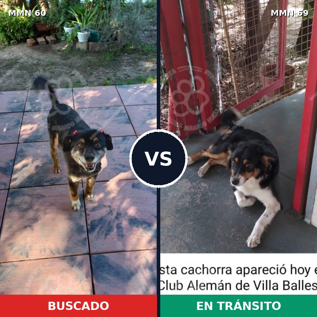 Comparativa MMS 2169: mascota perdida y mascota encontrada, 79% de similitud