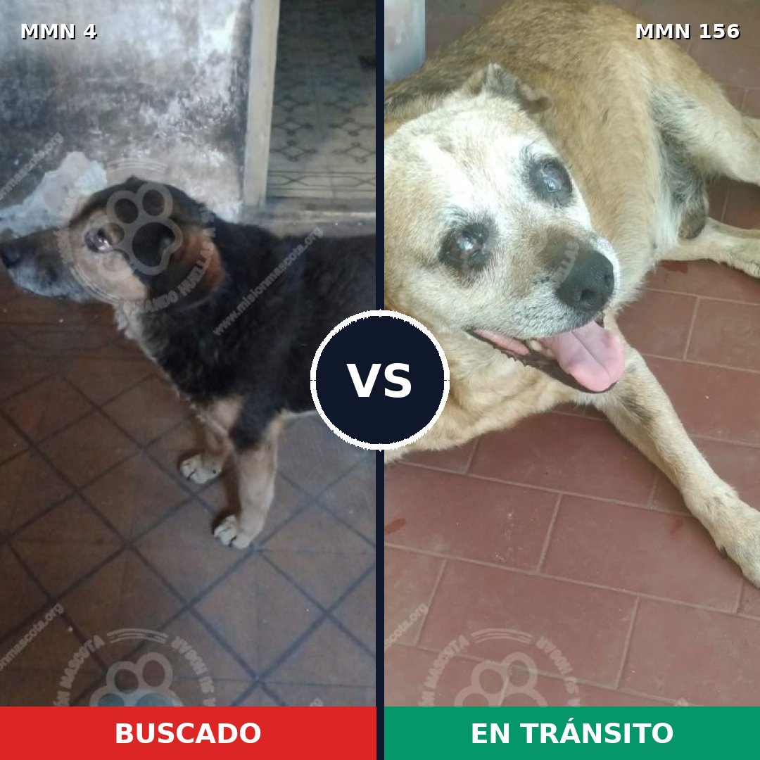 Comparativa MMS 217: mascota perdida y mascota encontrada, 84% de similitud