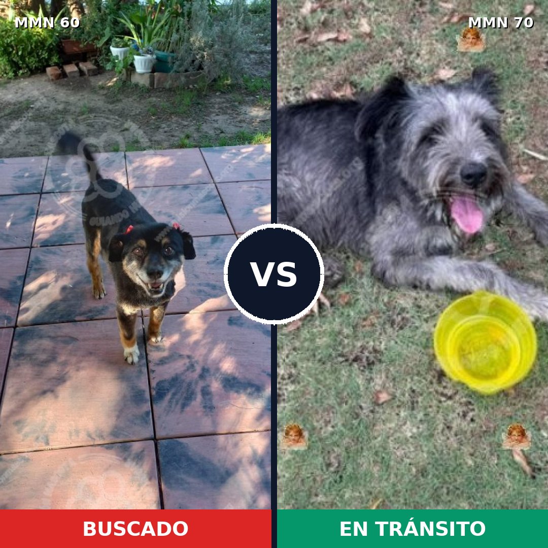 Comparativa MMS 2170: mascota perdida y mascota encontrada, 73% de similitud