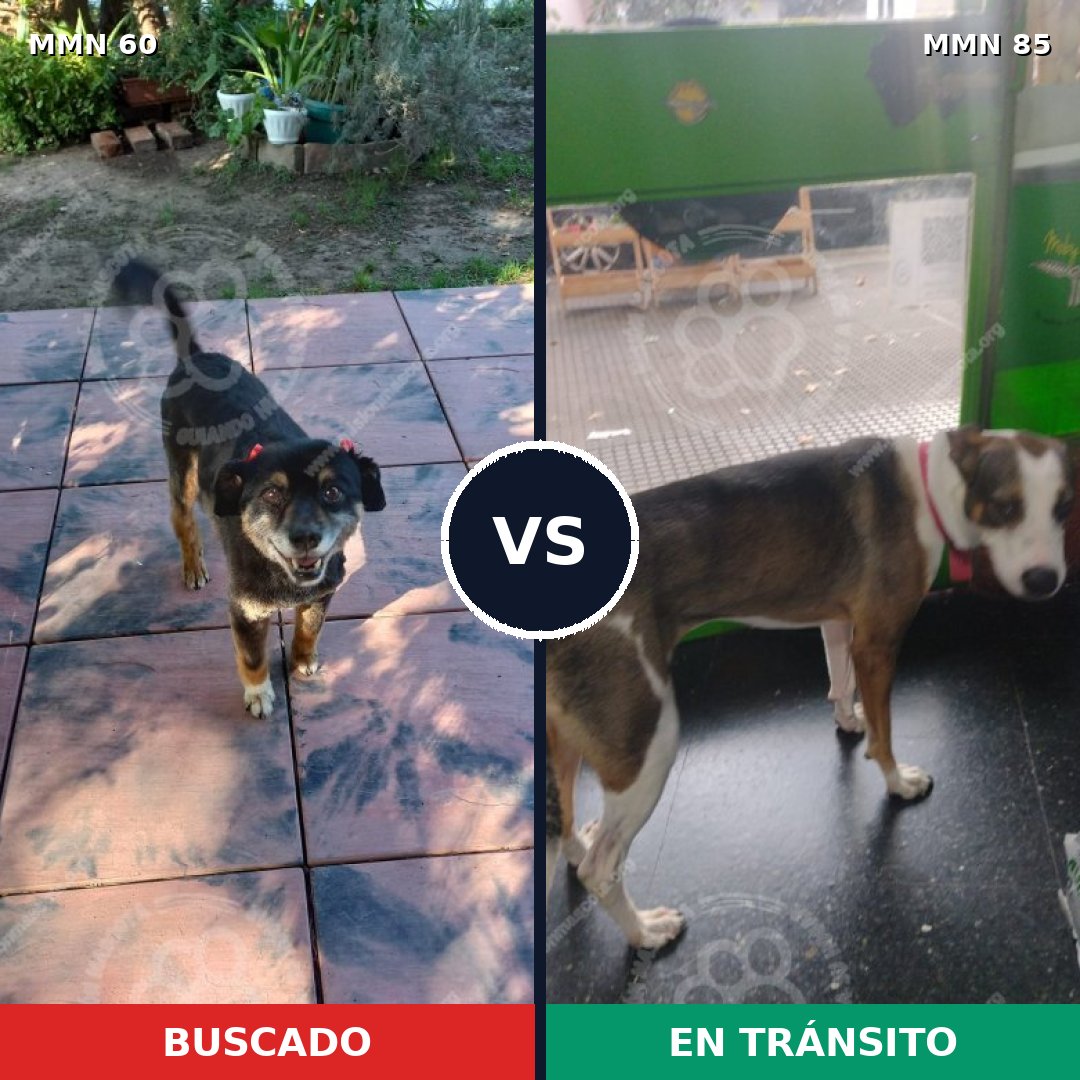 Comparativa MMS 2172: mascota perdida y mascota encontrada, 57% de similitud