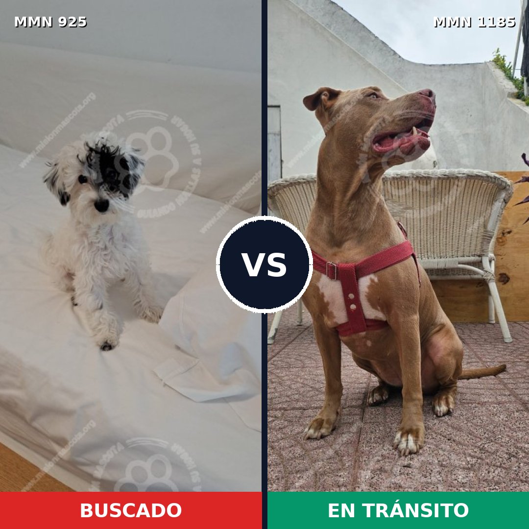 Comparativa MMS 21752: mascota perdida y mascota encontrada, 23% de similitud