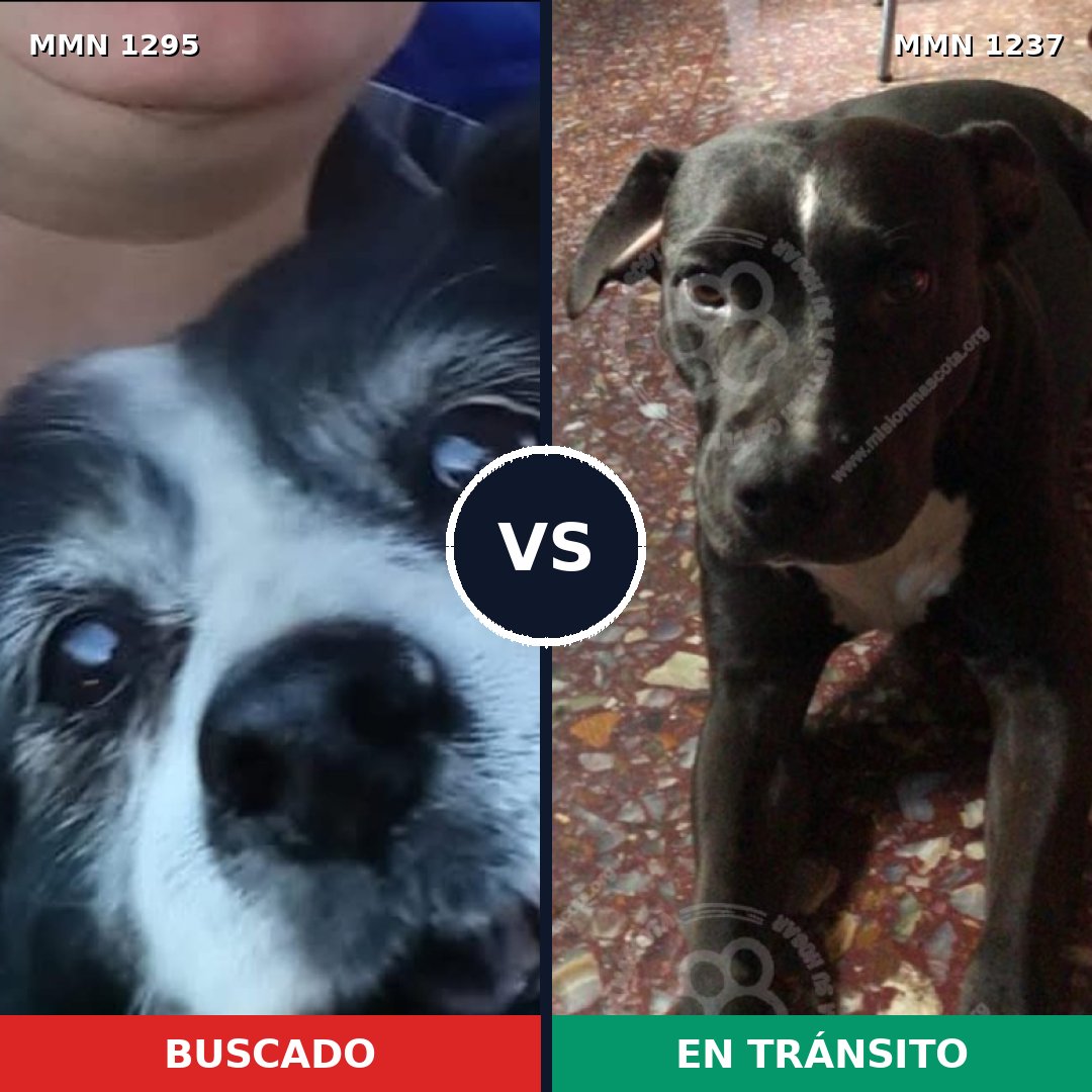 Comparativa MMS 21758: mascota perdida y mascota encontrada, 80% de similitud