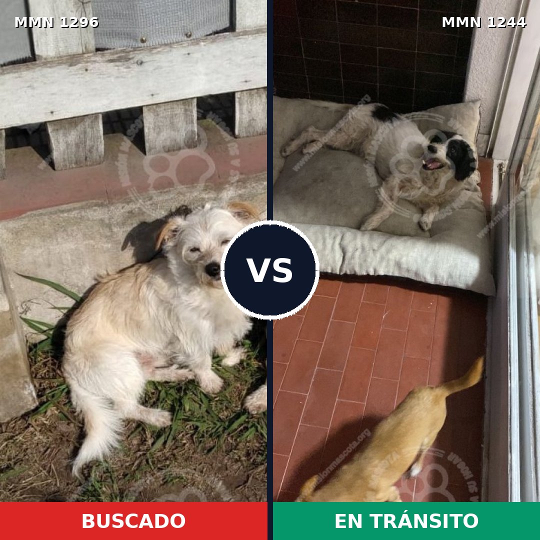 Comparativa MMS 21762: mascota perdida y mascota encontrada, 78% de similitud