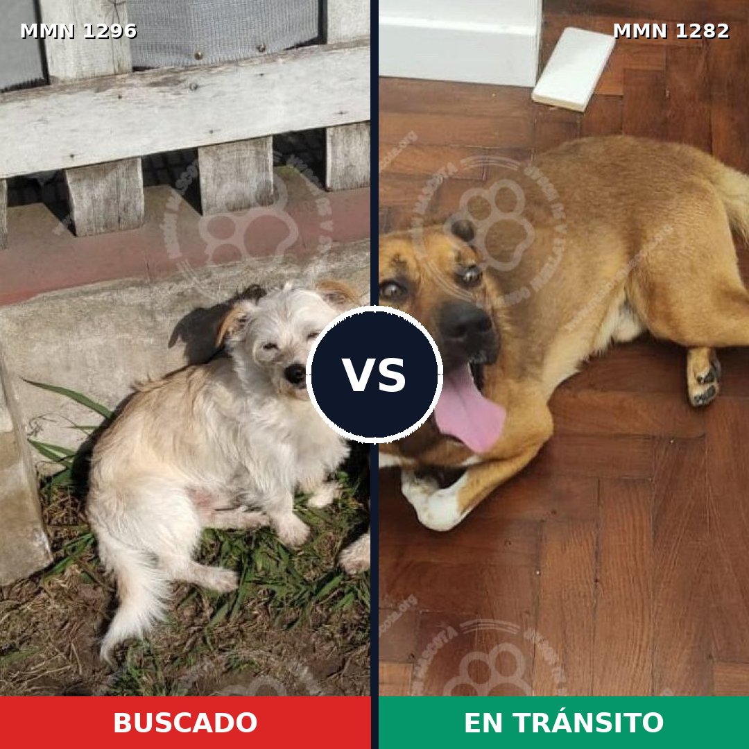 Comparativa MMS 21765: mascota perdida y mascota encontrada, 69% de similitud