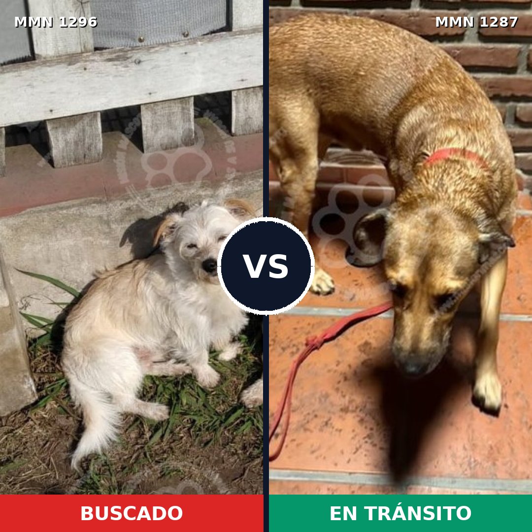 Comparativa MMS 21766: mascota perdida y mascota encontrada, 60% de similitud
