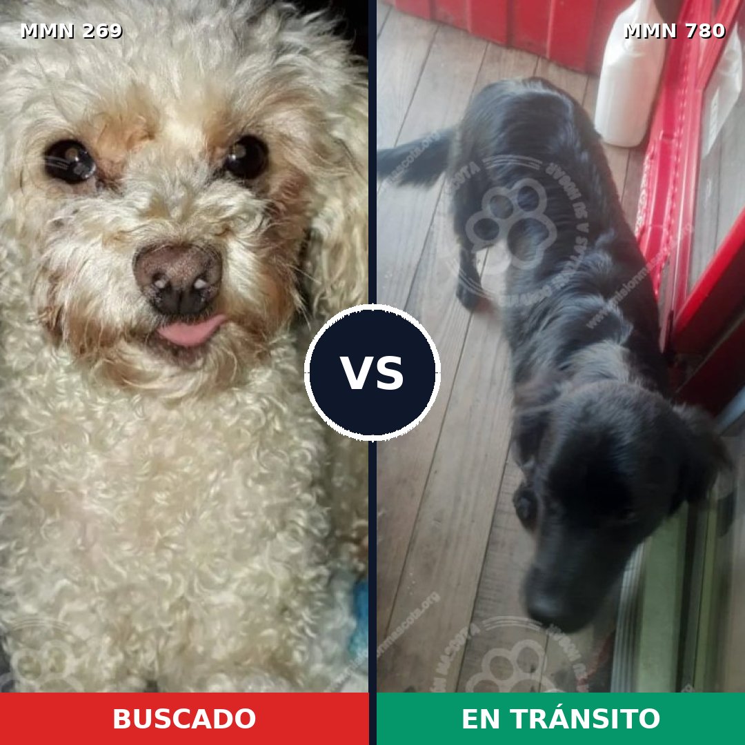 Comparativa MMS 21767: mascota perdida y mascota encontrada, 10% de similitud