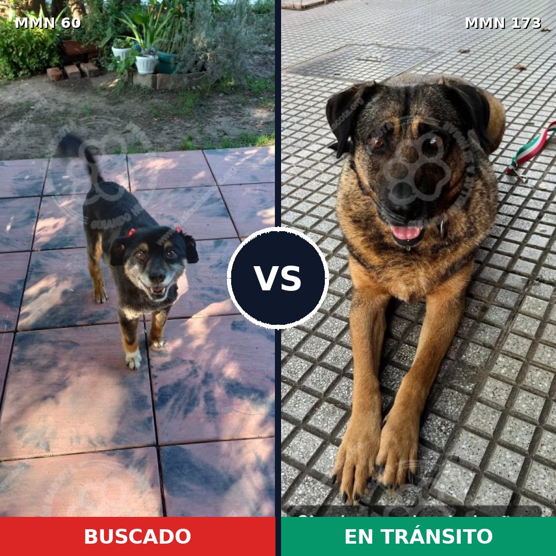 Comparativa MMS 2177: mascota perdida y mascota encontrada, 62% de similitud