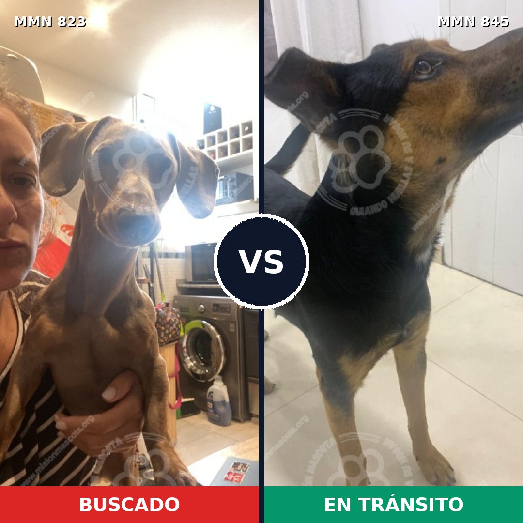Comparativa MMS 21770: mascota perdida y mascota encontrada, 38% de similitud