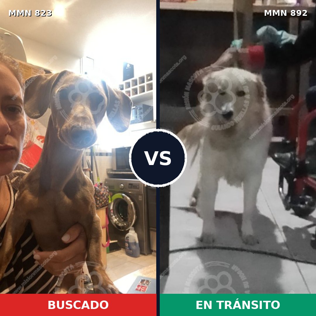 Comparativa MMS 21772: mascota perdida y mascota encontrada, 16% de similitud