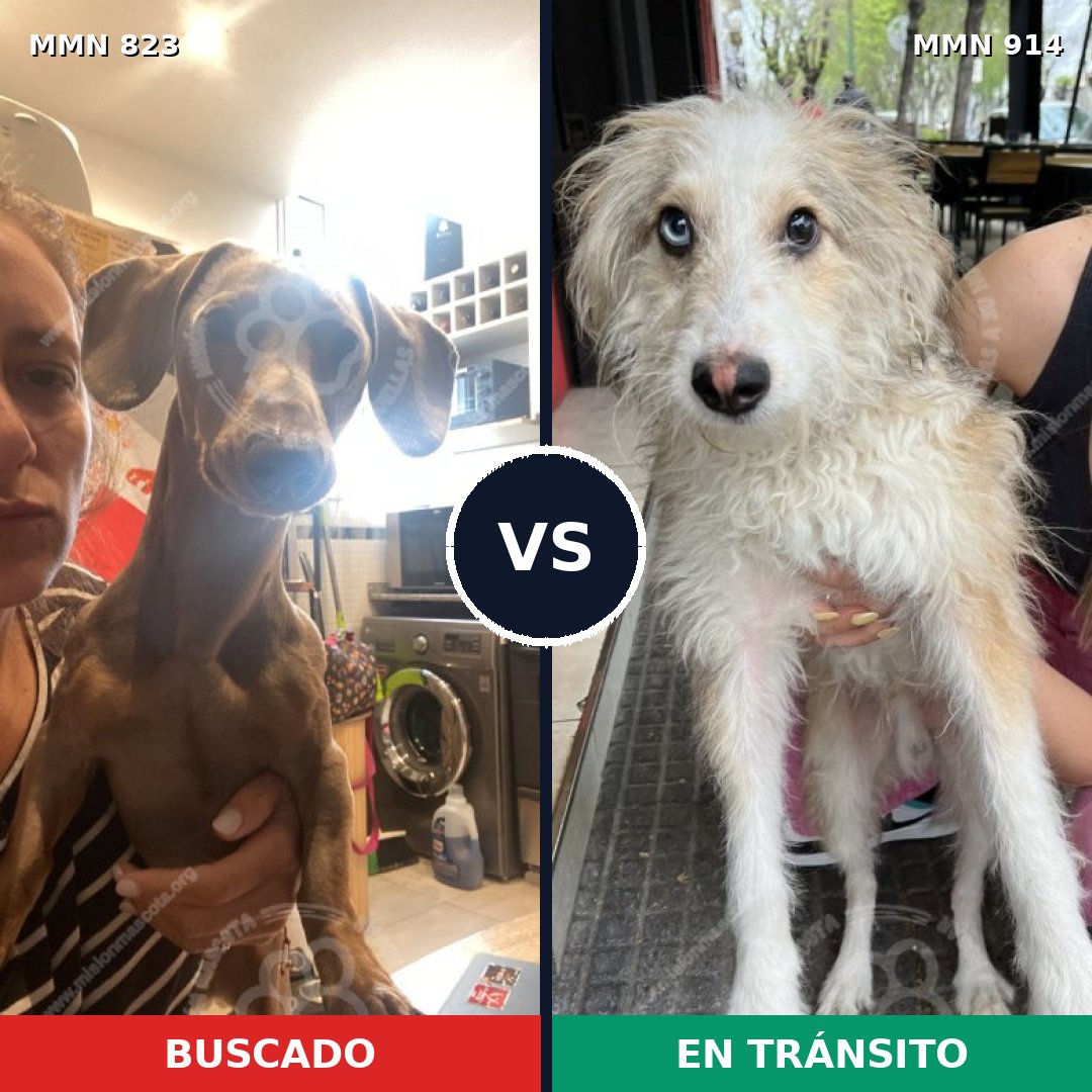 Comparativa MMS 21773: mascota perdida y mascota encontrada, 26% de similitud