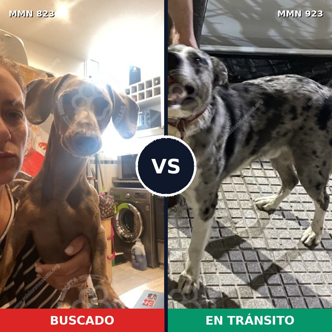 Comparativa MMS 21774: mascota perdida y mascota encontrada, 28% de similitud