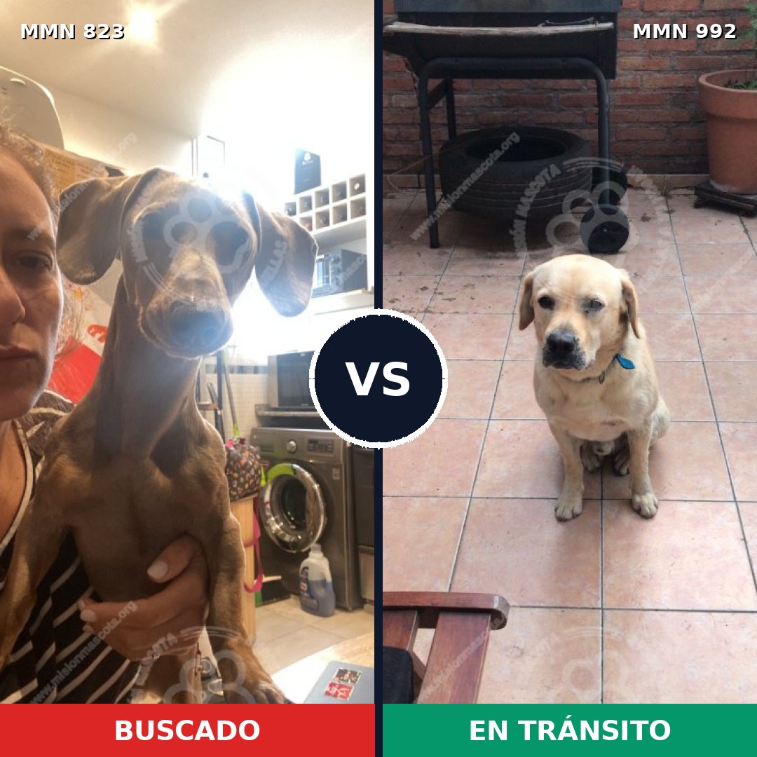 Comparativa MMS 21775: mascota perdida y mascota encontrada, 27% de similitud